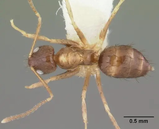 Nylanderia mixta specimen CASENT0102978 image casent0102978_1