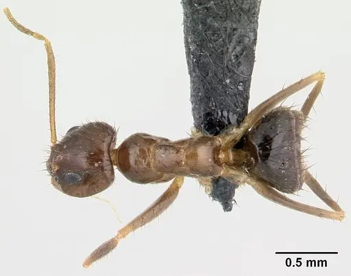 Nylanderia mixta specimen CASENT0137065 image casent0137065_1