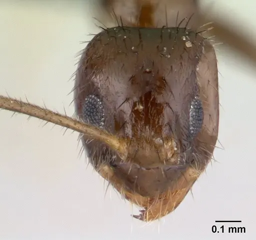 Nylanderia mixta specimen CASENT0137065 image casent0137065_2