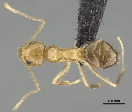 Nylanderia mixta specimen CASENT0145346 image casent0145346_1