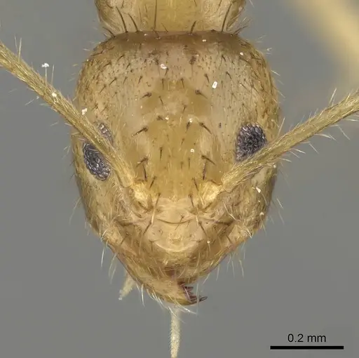 Nylanderia mixta specimen CASENT0145346 image casent0145346_2