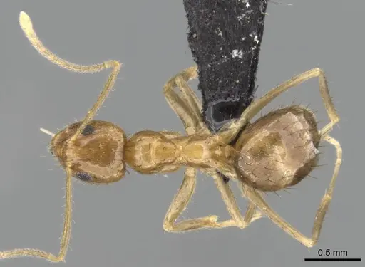 Nylanderia mixta specimen CASENT0145386 image casent0145386_1