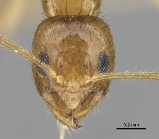 Nylanderia mixta specimen CASENT0145386 image casent0145386_2