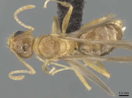 Nylanderia mixta specimen CASENT0145399 image casent0145399_1
