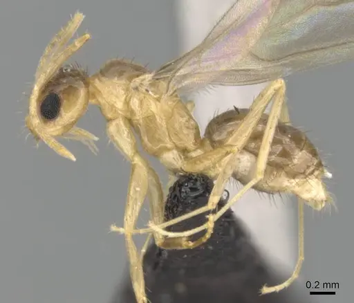 Nylanderia mixta specimen CASENT0145399 image casent0145399_3