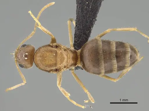 Nylanderia mixta specimen CASENT0158935 image casent0158935_1