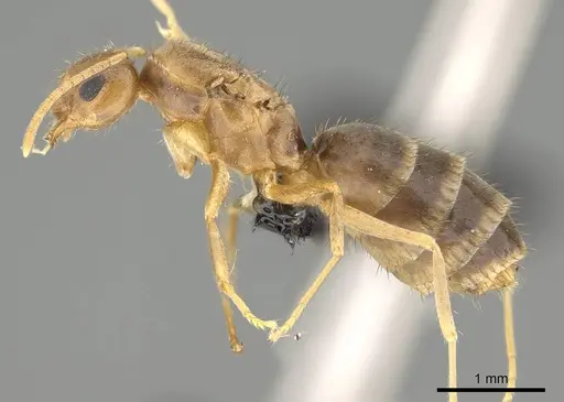Nylanderia mixta specimen CASENT0158935 image casent0158935_3
