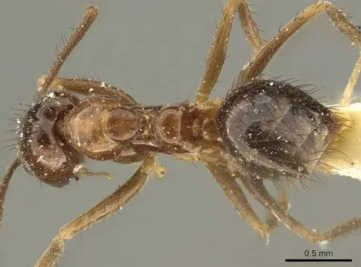 Nylanderia nodifera specimen CASENT0915726 image casent0915726_1