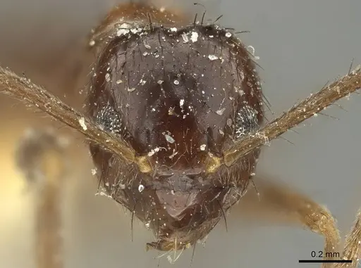 Nylanderia nodifera specimen CASENT0915726 image casent0915726_2