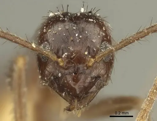 Nylanderia nodifera specimen CASENT0915726 image casent0915726_3