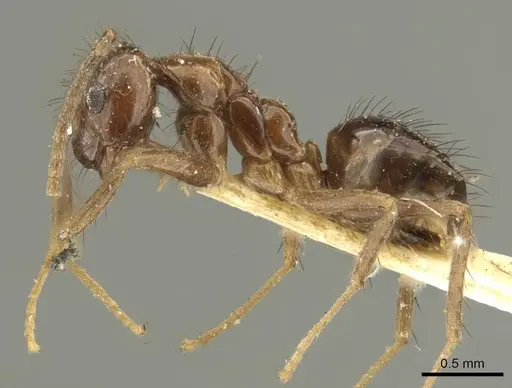 Nylanderia nodifera specimen CASENT0915726 image casent0915726_4