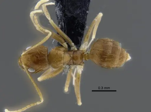 Nylanderia nodifera specimen CBUMAGENT41820 image cbumagent41820_1