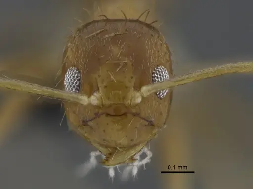 Nylanderia nodifera specimen CBUMAGENT41820 image cbumagent41820_2
