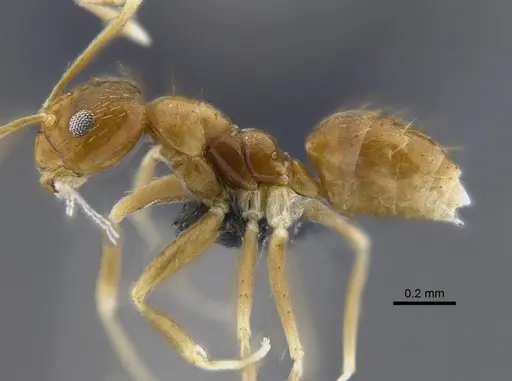 Nylanderia nodifera specimen CBUMAGENT41820 image cbumagent41820_3