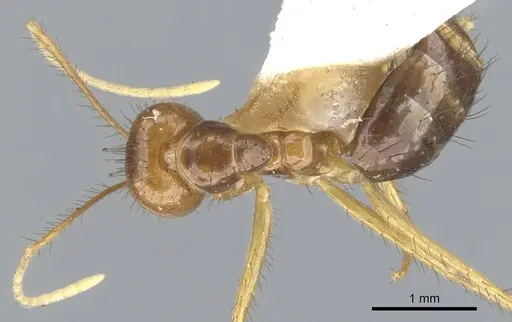Nylanderia nuggeti specimen CASENT0903124 image casent0903124_1
