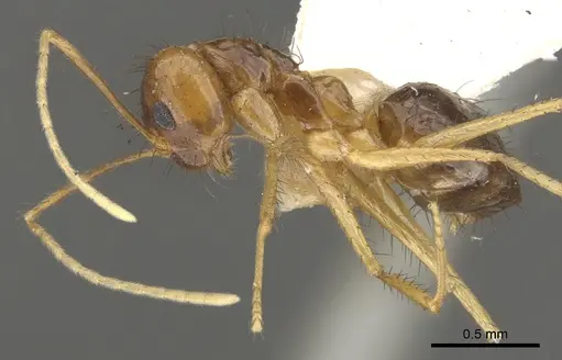 Nylanderia nuggeti specimen CASENT0903124 image casent0903124_3
