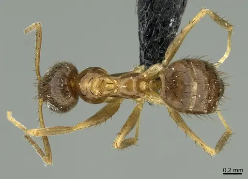 Nylanderia ogasawarensis specimen CASENT0188909 image casent0188909_1