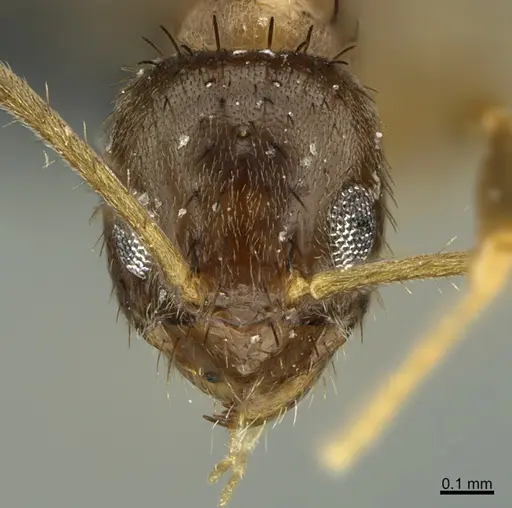 Nylanderia ogasawarensis specimen CASENT0188909 image casent0188909_2