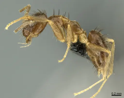 Nylanderia ogasawarensis specimen CASENT0188909 image casent0188909_3