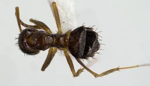 Nylanderia parvula specimen ANTWEB1041607 image antweb1041607_1