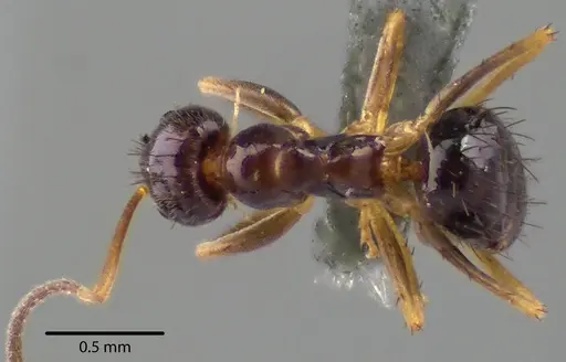 Nylanderia parvula specimen ANTWEB1041738 image antweb1041738_1