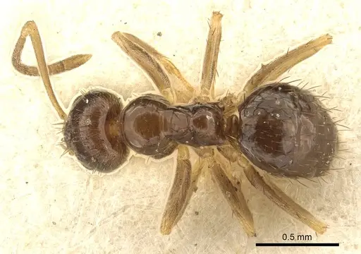 Nylanderia parvula specimen CASENT0915727 image casent0915727_1