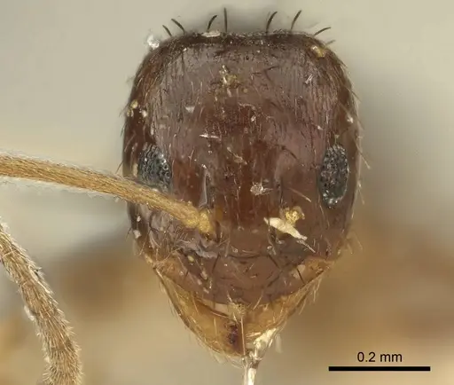 Nylanderia parvula specimen CASENT0915727 image casent0915727_2