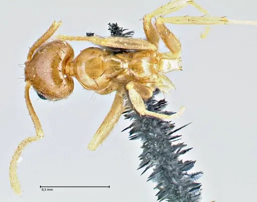 Nylanderia parvula specimen FOCOL2721 image focol2721_1