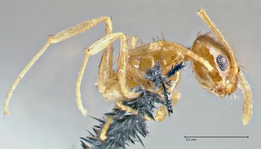 Nylanderia parvula specimen FOCOL2721 image focol2721_3