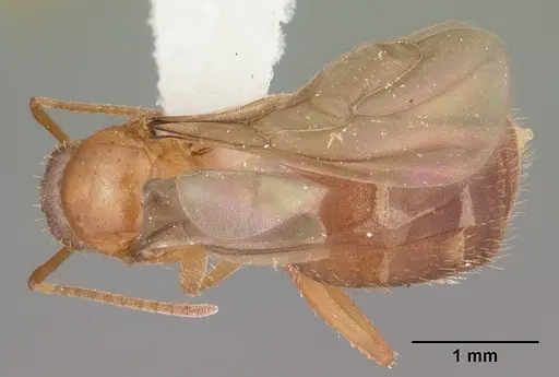 Nylanderia phantasma specimen CASENT0104242 image casent0104242_1