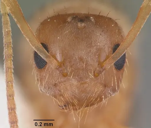 Nylanderia phantasma specimen CASENT0104242 image casent0104242_2