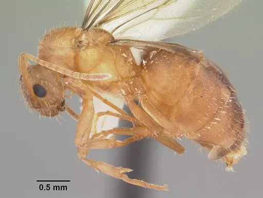 Nylanderia phantasma specimen CASENT0104242 image casent0104242_3
