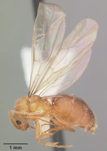 Nylanderia phantasma specimen CASENT0104242 image casent0104242_4
