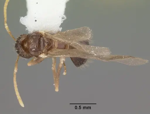 Nylanderia phantasma specimen CASENT0104243 image casent0104243_1