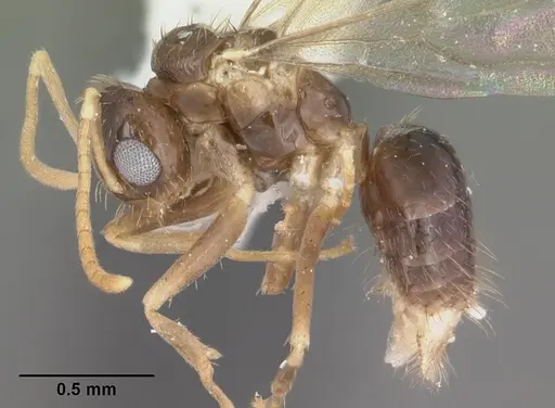 Nylanderia phantasma specimen CASENT0104243 image casent0104243_3