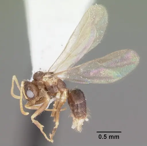 Nylanderia phantasma specimen CASENT0104243 image casent0104243_4