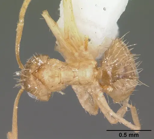 Nylanderia phantasma specimen CASENT0104244 image casent0104244_1
