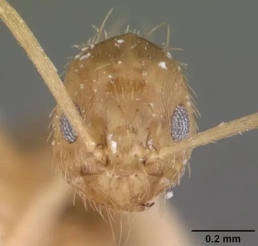 Nylanderia phantasma specimen CASENT0104244 image casent0104244_2