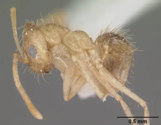 Nylanderia phantasma specimen CASENT0104244 image casent0104244_3