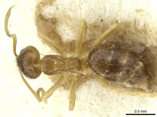 Nylanderia pieli specimen CASENT0912307 image casent0912307_1