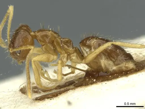 Nylanderia pieli specimen CASENT0912307 image casent0912307_3