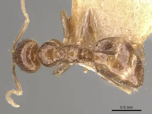 Nylanderia rosae specimen CASENT0911022 image casent0911022_1