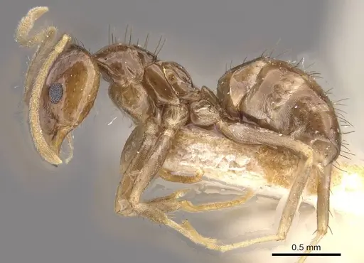 Nylanderia rosae specimen CASENT0911022 image casent0911022_3