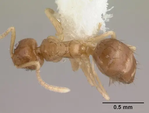 Nylanderia scintilla specimen CASENT0179579 image casent0179579_1