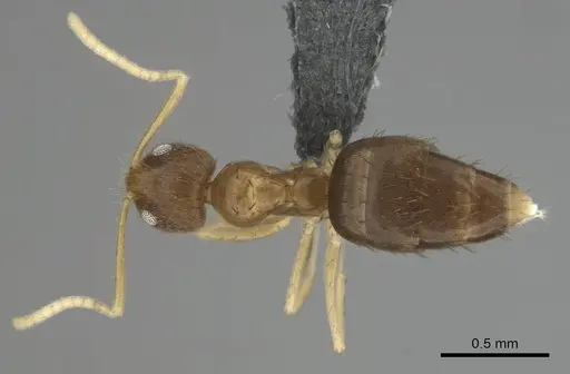 Nylanderia scintilla specimen CASENT0814482 image casent0814482_1