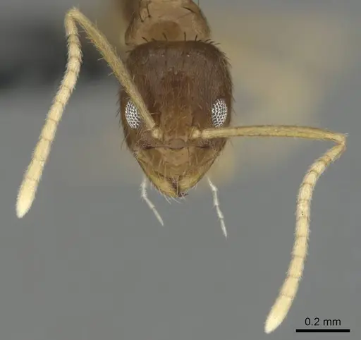 Nylanderia scintilla specimen CASENT0814482 image casent0814482_3