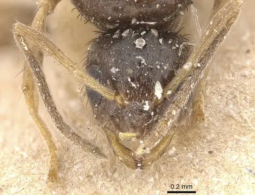 Nylanderia sharpii specimen CASENT0911023 image casent0911023_2