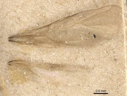 Nylanderia sharpii specimen CASENT0911023 image casent0911023_4