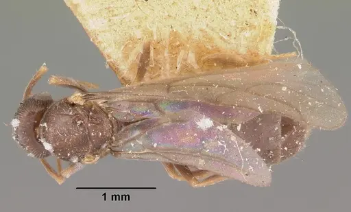 Nylanderia sikorae specimen CASENT0101619 image casent0101619_1