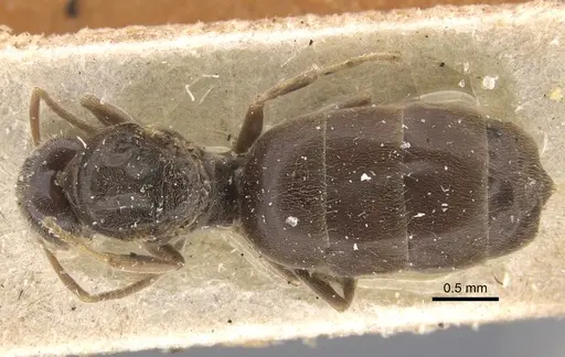 Nylanderia sikorae specimen CASENT0917869 image casent0917869_1